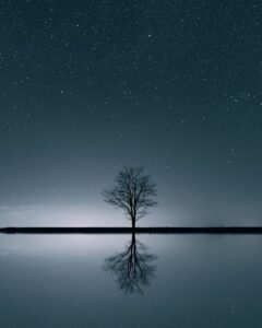 a lone tree in the middle of a lake at night